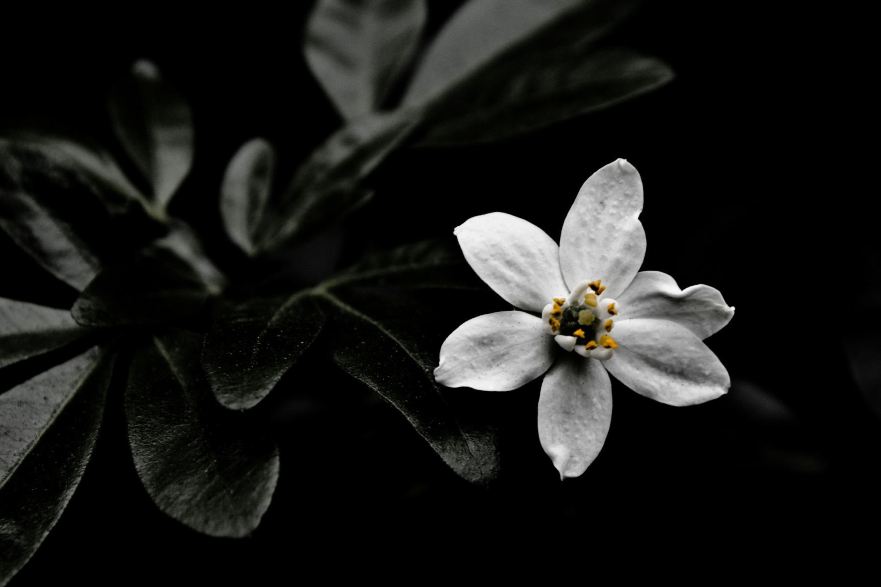 Das White Flower On Black Wallpaper 2880x1920