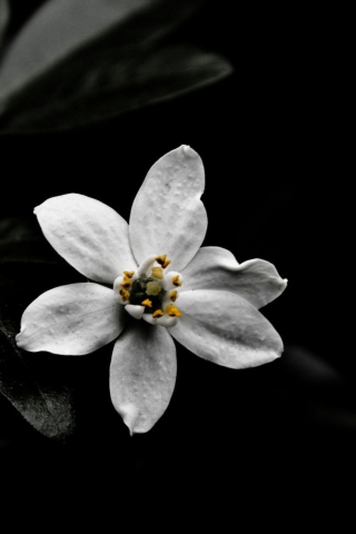 Das White Flower On Black Wallpaper 320x480