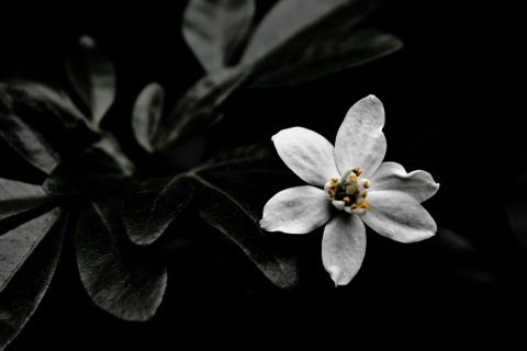 Обои White Flower On Black 480x320