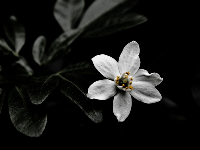White Flower On Black wallpaper 640x480