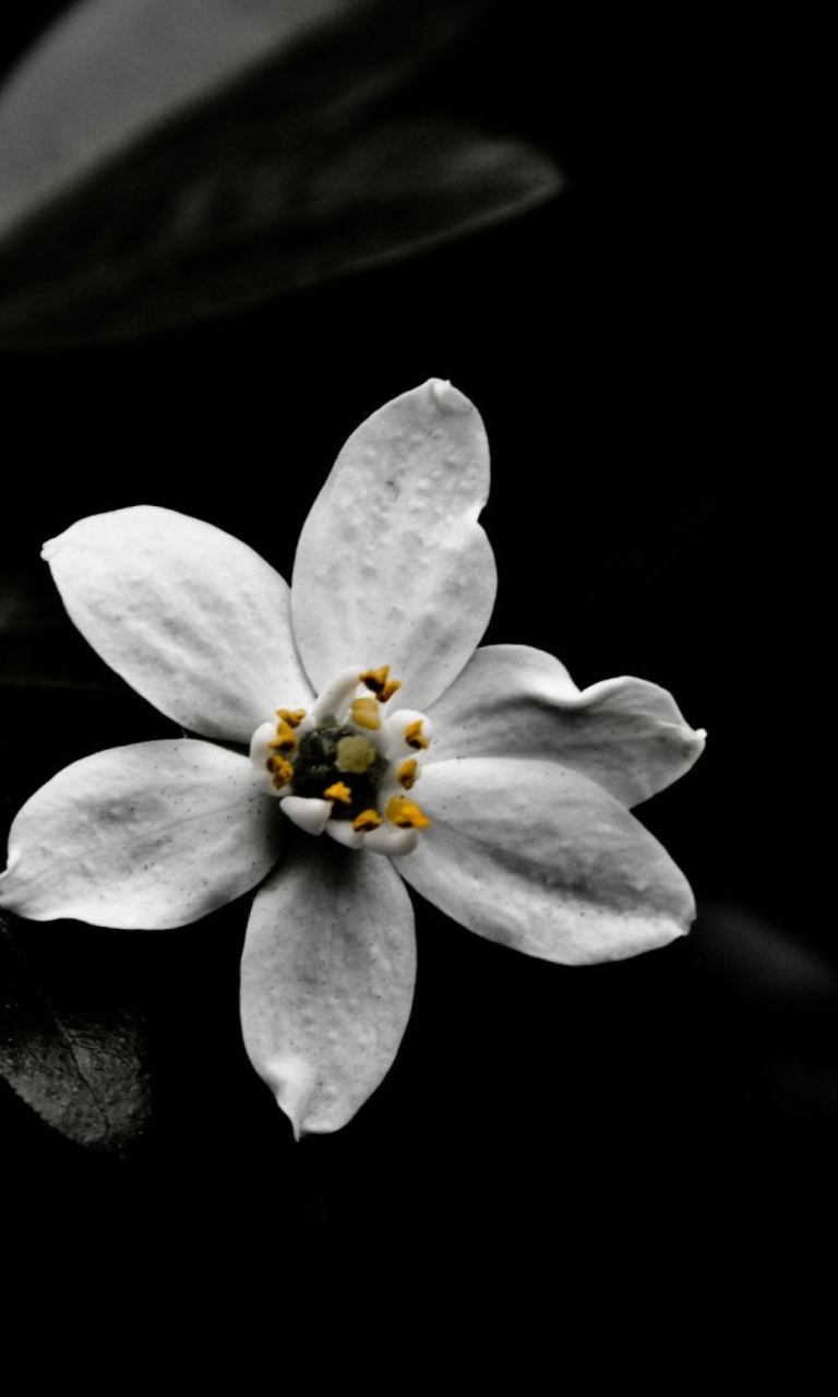 Обои White Flower On Black 768x1280