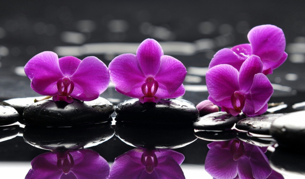 Fondo de pantalla Spa Purple Flowers 1024x600