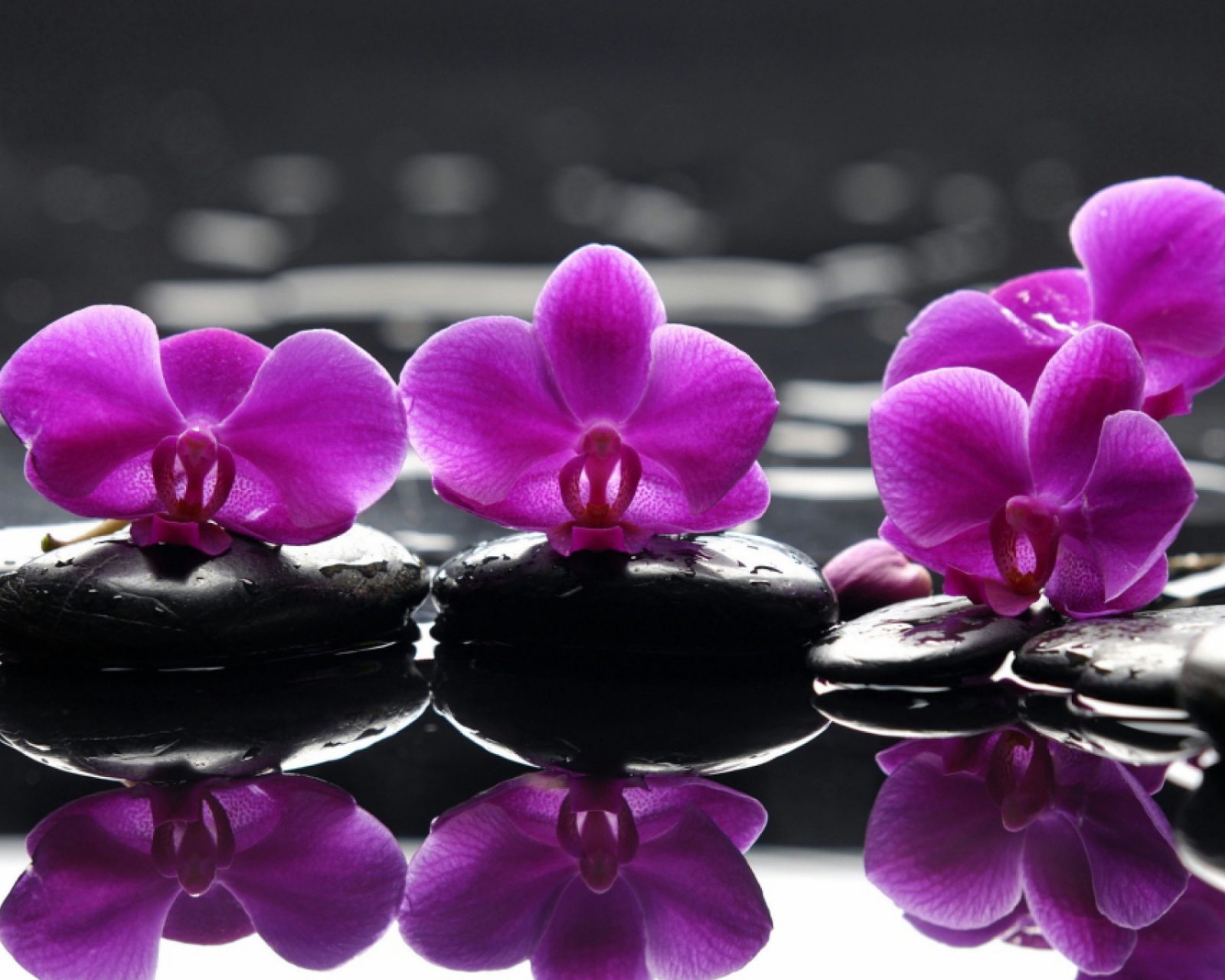 Fondo de pantalla Spa Purple Flowers 1600x1280