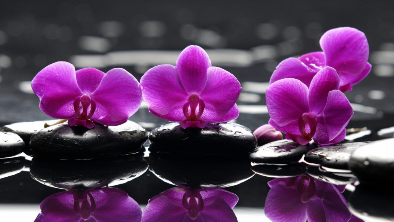 Fondo de pantalla Spa Purple Flowers 1600x900