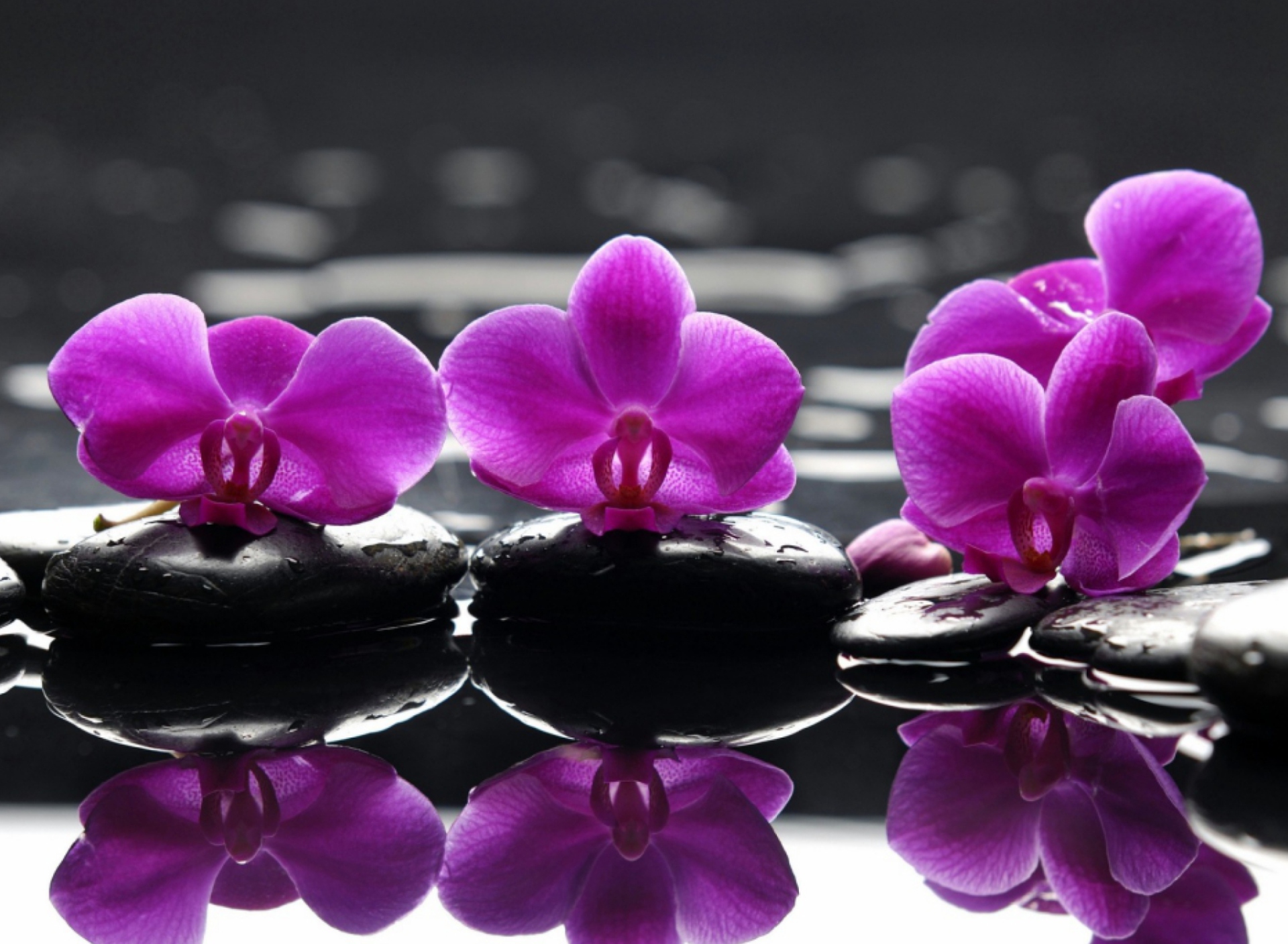 Обои Spa Purple Flowers 1920x1408
