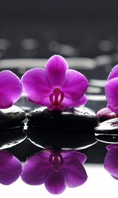 Fondo de pantalla Spa Purple Flowers 240x400