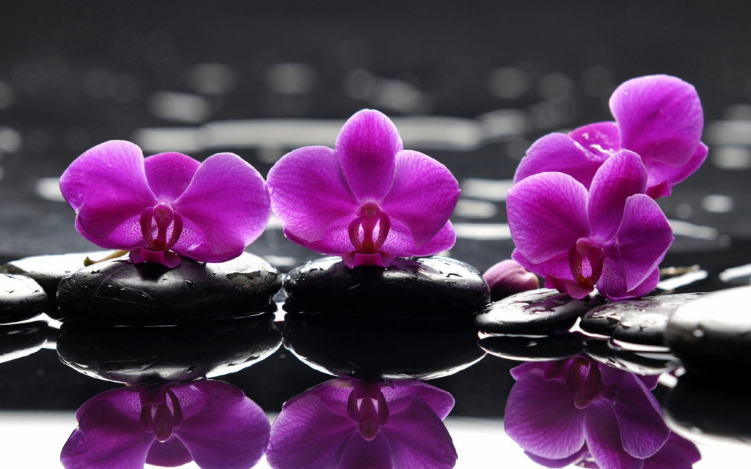 Spa Purple Flowers screenshot #1 2560x1600