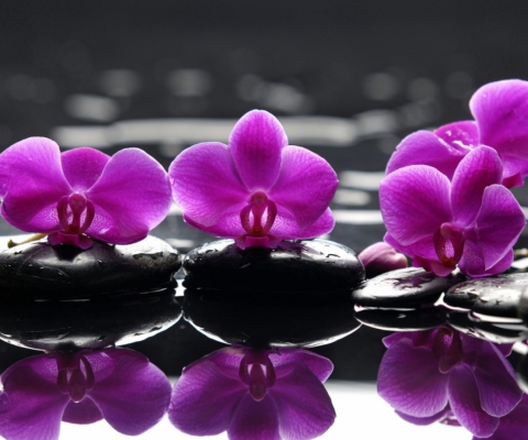 Sfondi Spa Purple Flowers 480x400