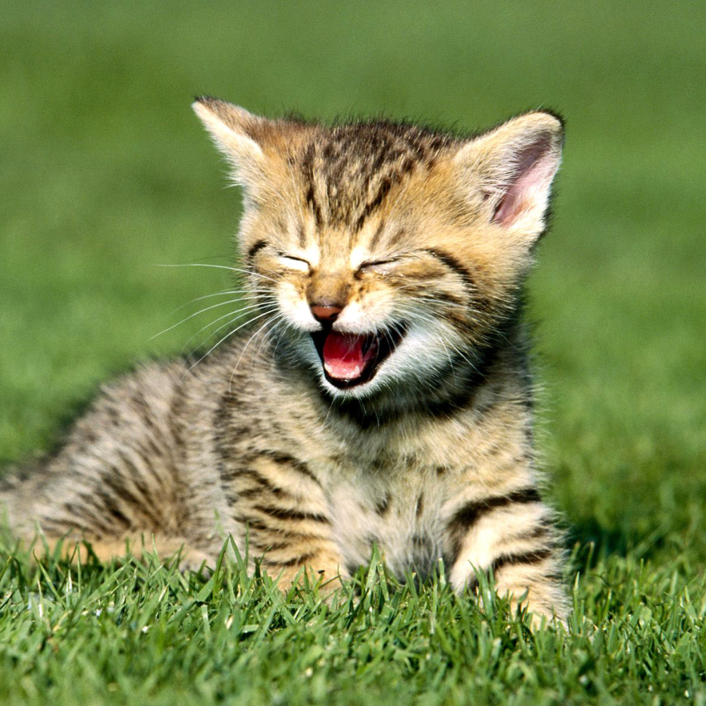 Fondo de pantalla Yawning Kitten 1024x1024