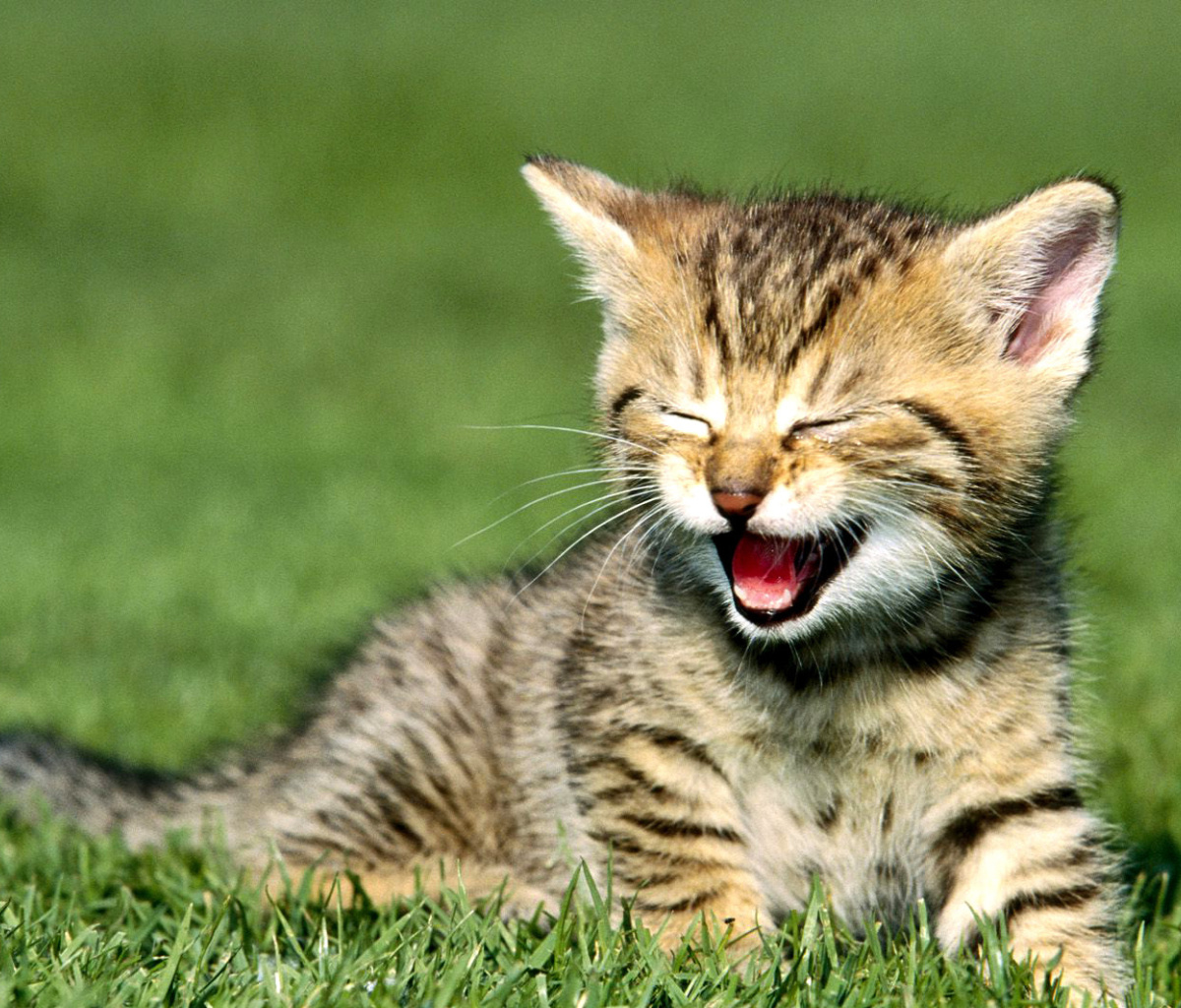 Yawning Kitten wallpaper 1200x1024