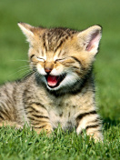 Das Yawning Kitten Wallpaper 132x176