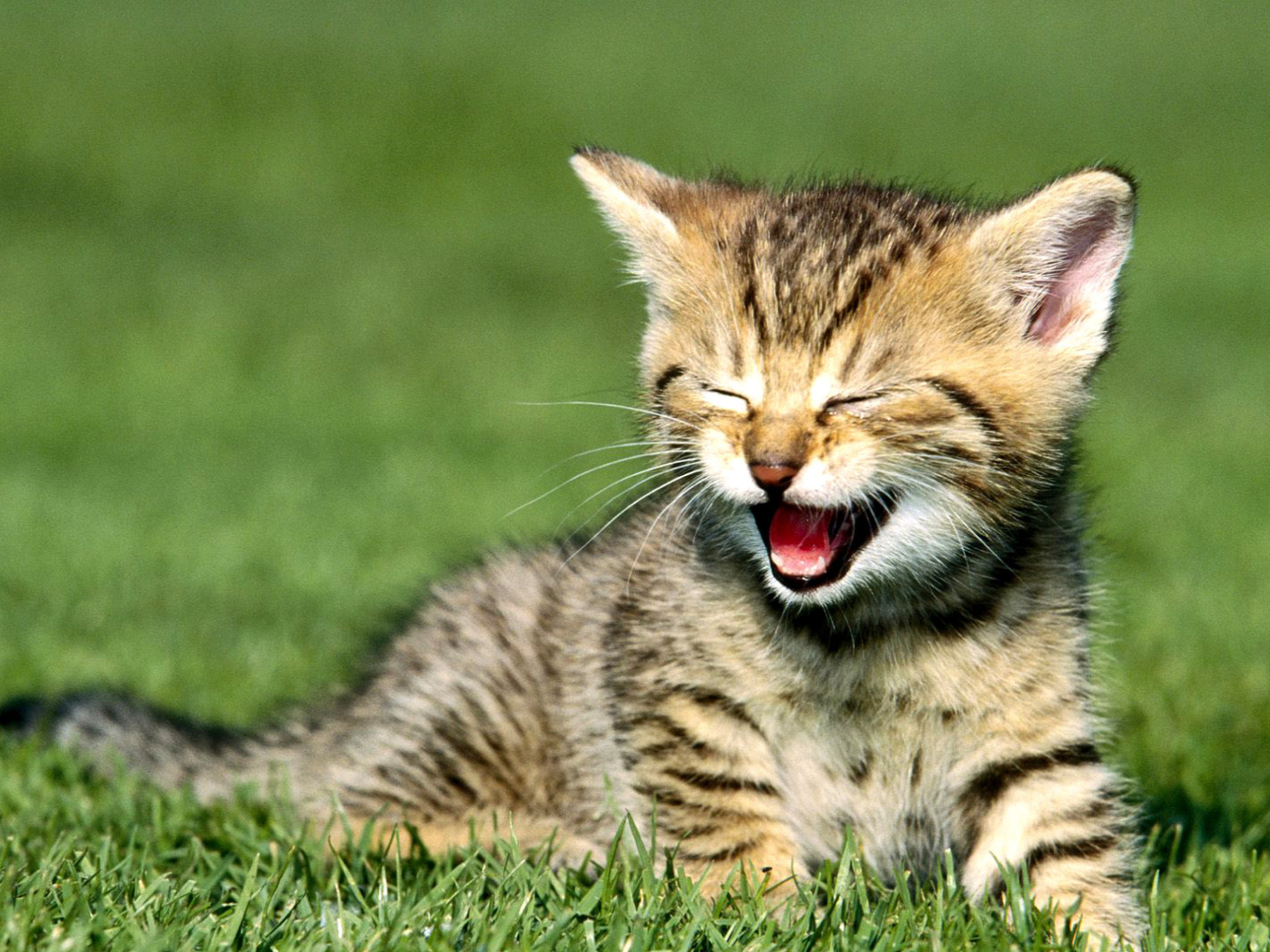 Обои Yawning Kitten 1400x1050