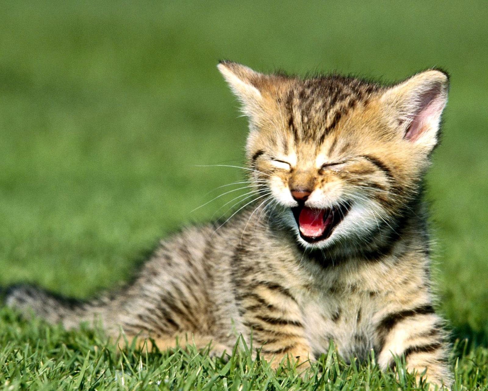 Yawning Kitten wallpaper 1600x1280