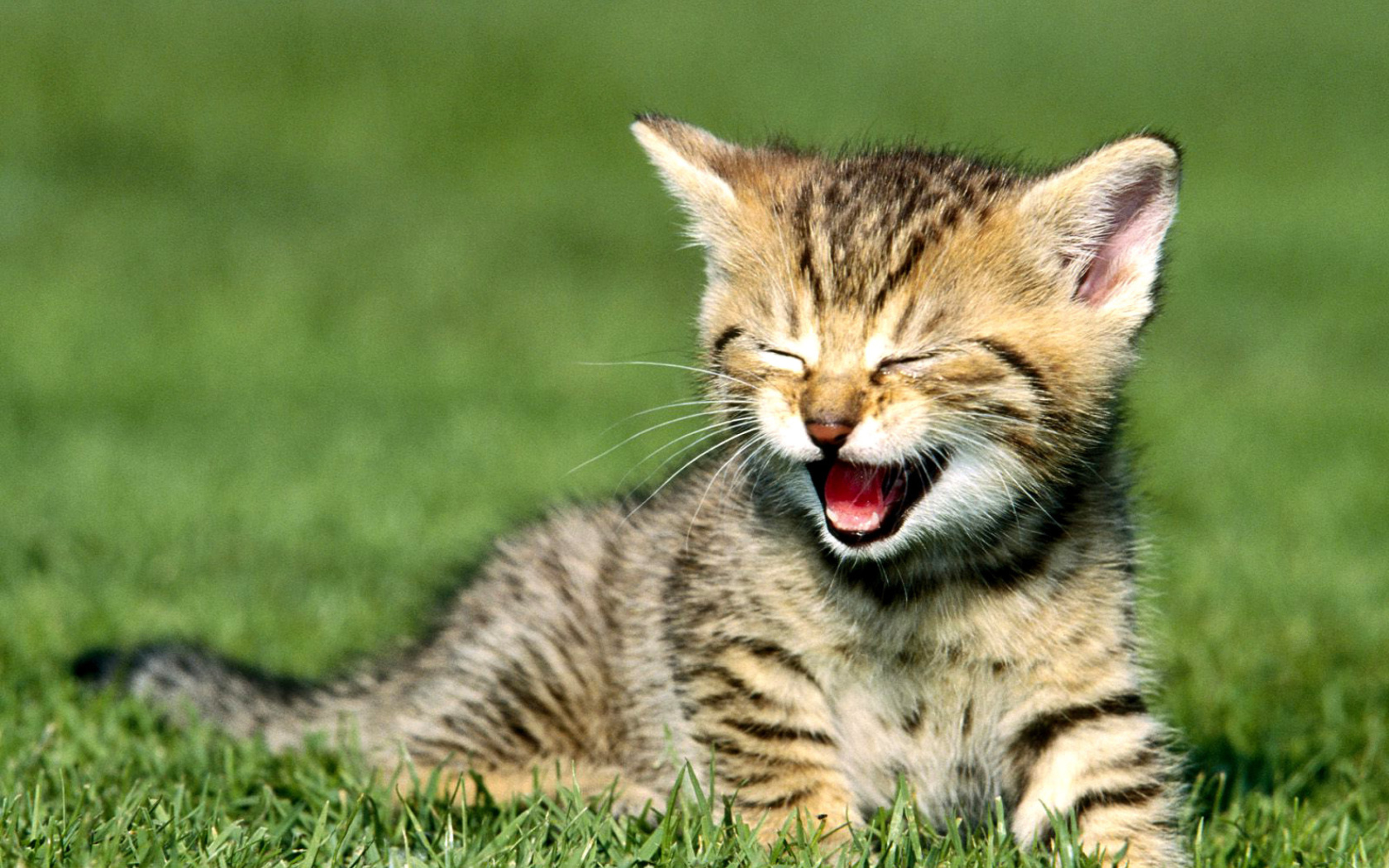 Fondo de pantalla Yawning Kitten 1680x1050