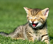 Sfondi Yawning Kitten 176x144