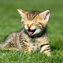 Sfondi Yawning Kitten 208x208