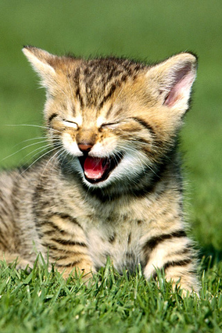 Yawning Kitten wallpaper 320x480