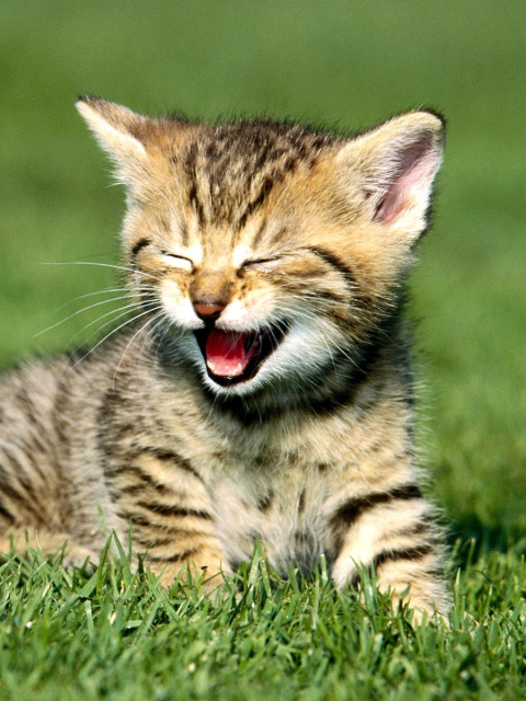 Fondo de pantalla Yawning Kitten 480x640