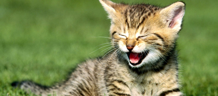 Das Yawning Kitten Wallpaper 720x320