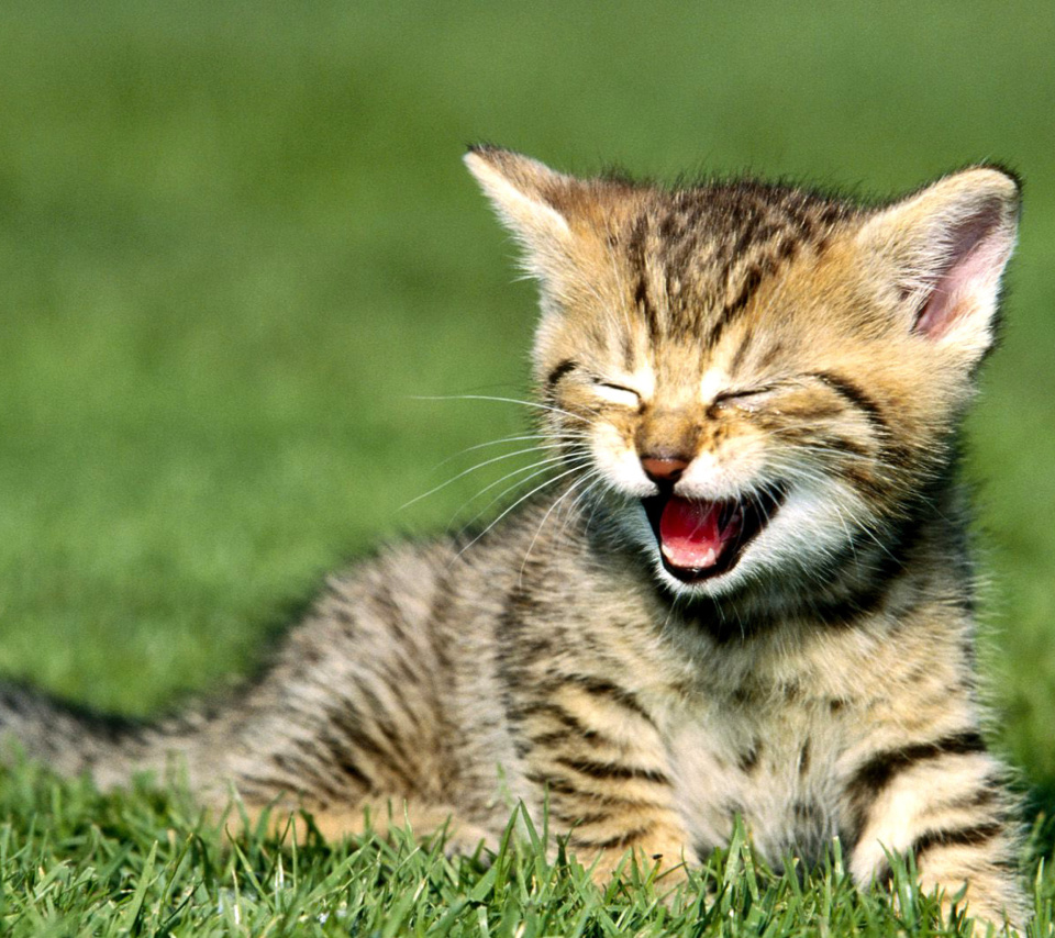 Fondo de pantalla Yawning Kitten 960x854