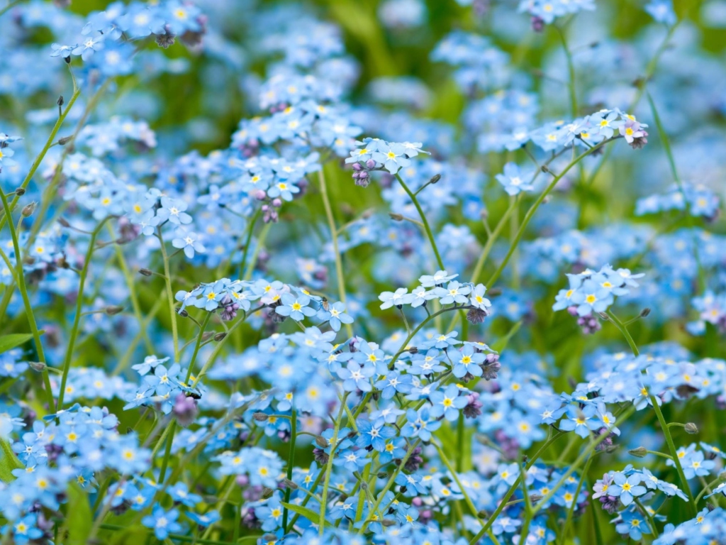 Sfondi Forget Me Nots 1024x768