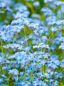 Forget Me Nots wallpaper 132x176