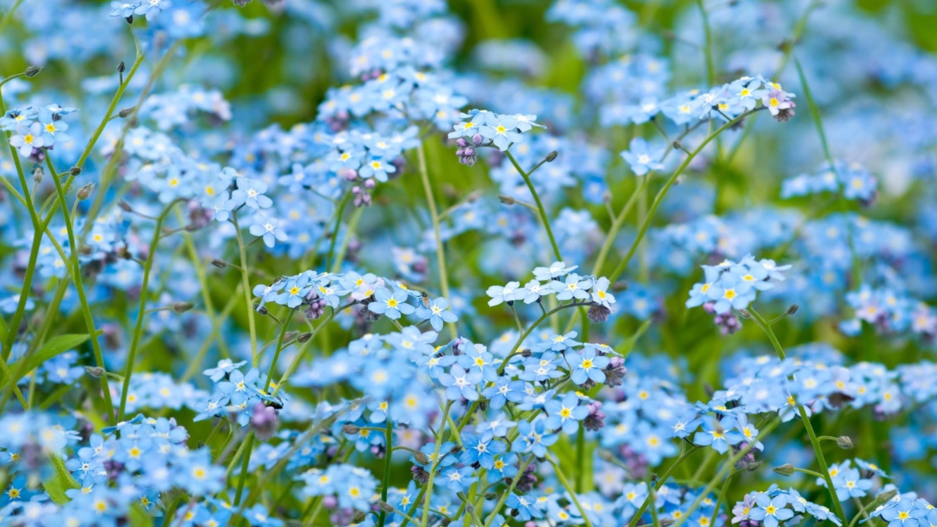 Forget Me Nots screenshot #1 1366x768