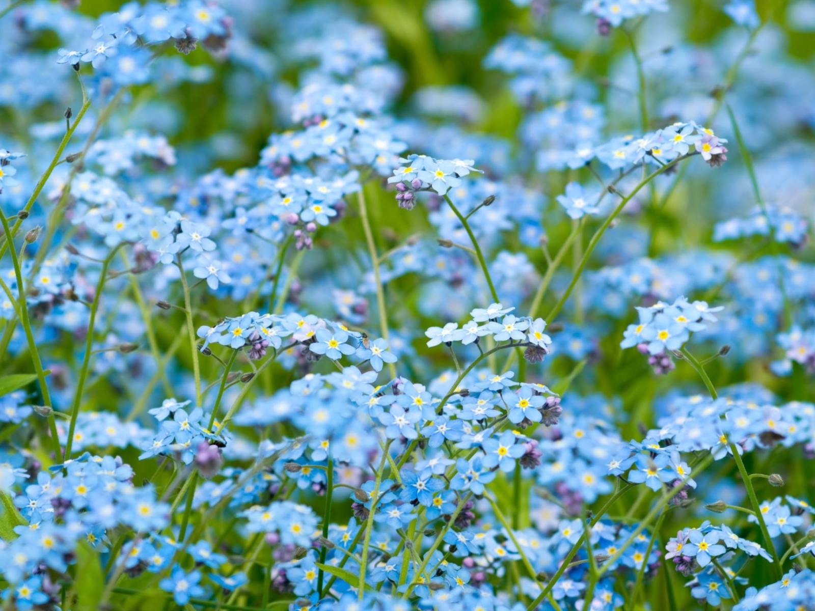 Fondo de pantalla Forget Me Nots 1600x1200