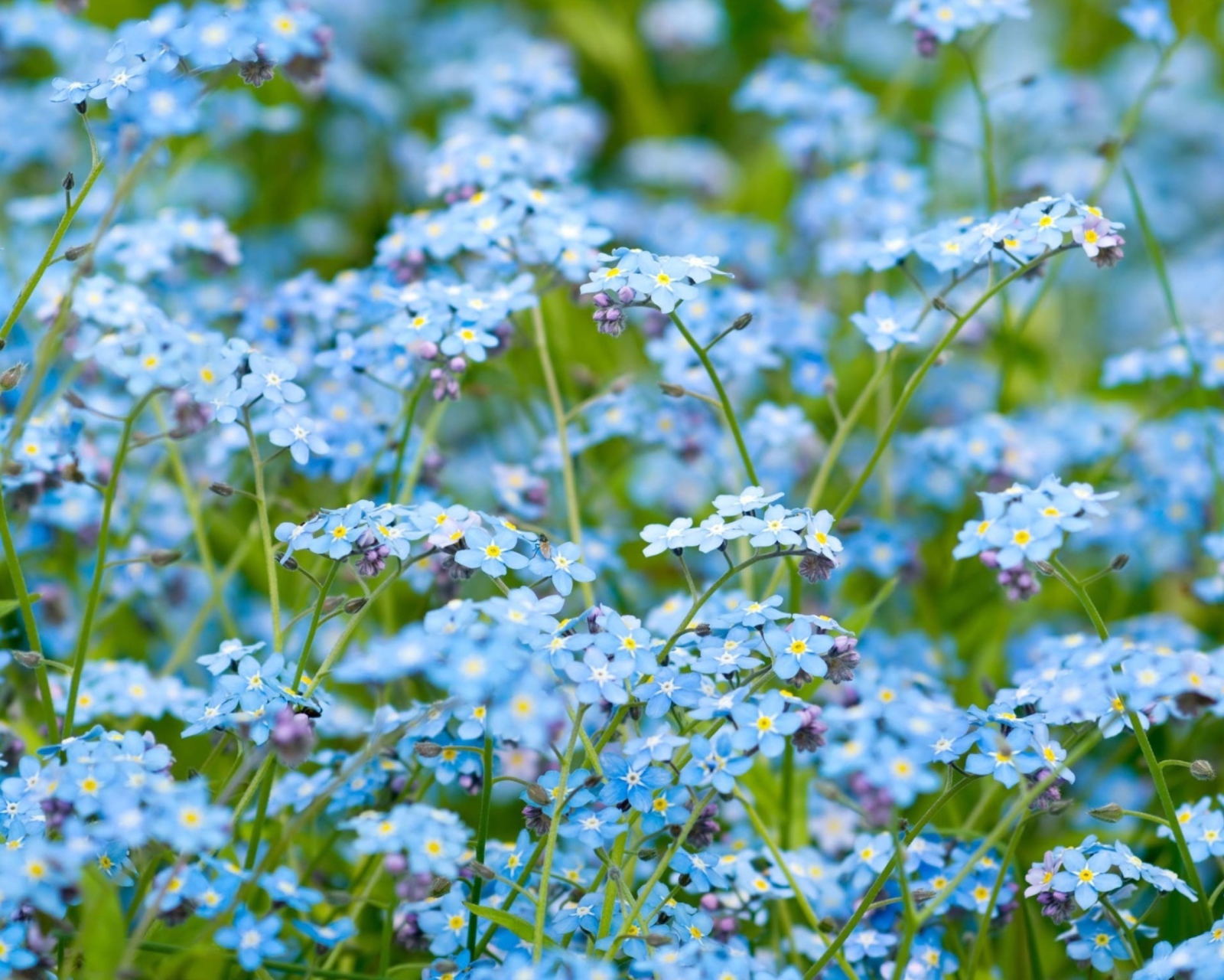 Das Forget Me Nots Wallpaper 1600x1280