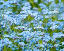 Das Forget Me Nots Wallpaper 220x176