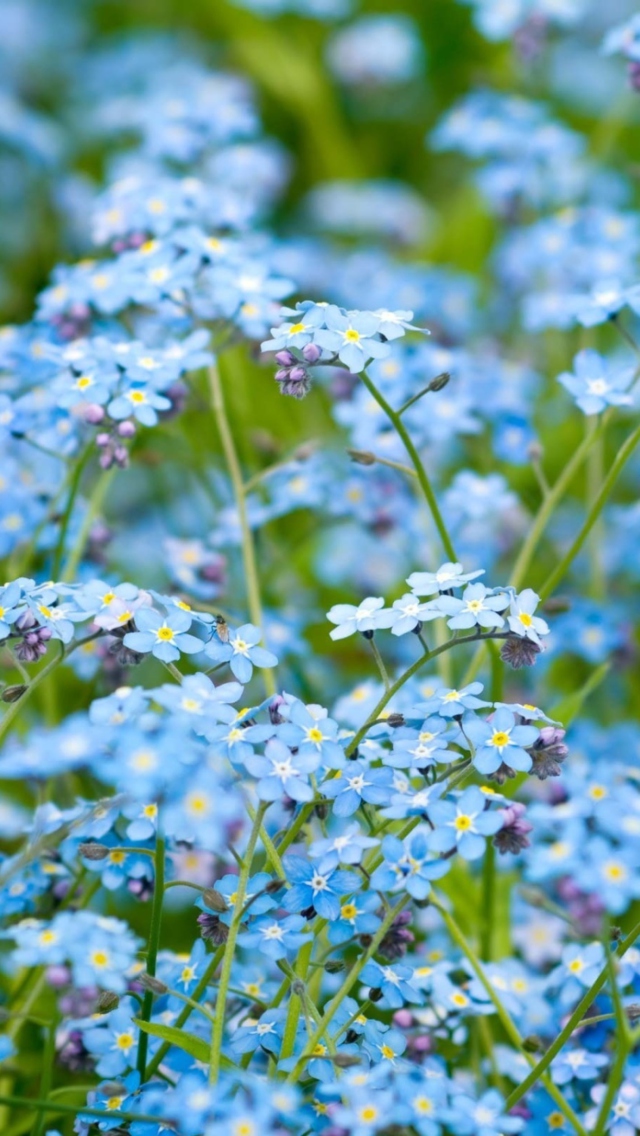 Forget Me Nots wallpaper 640x1136