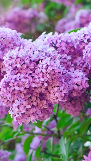 Lilac Time wallpaper 360x640