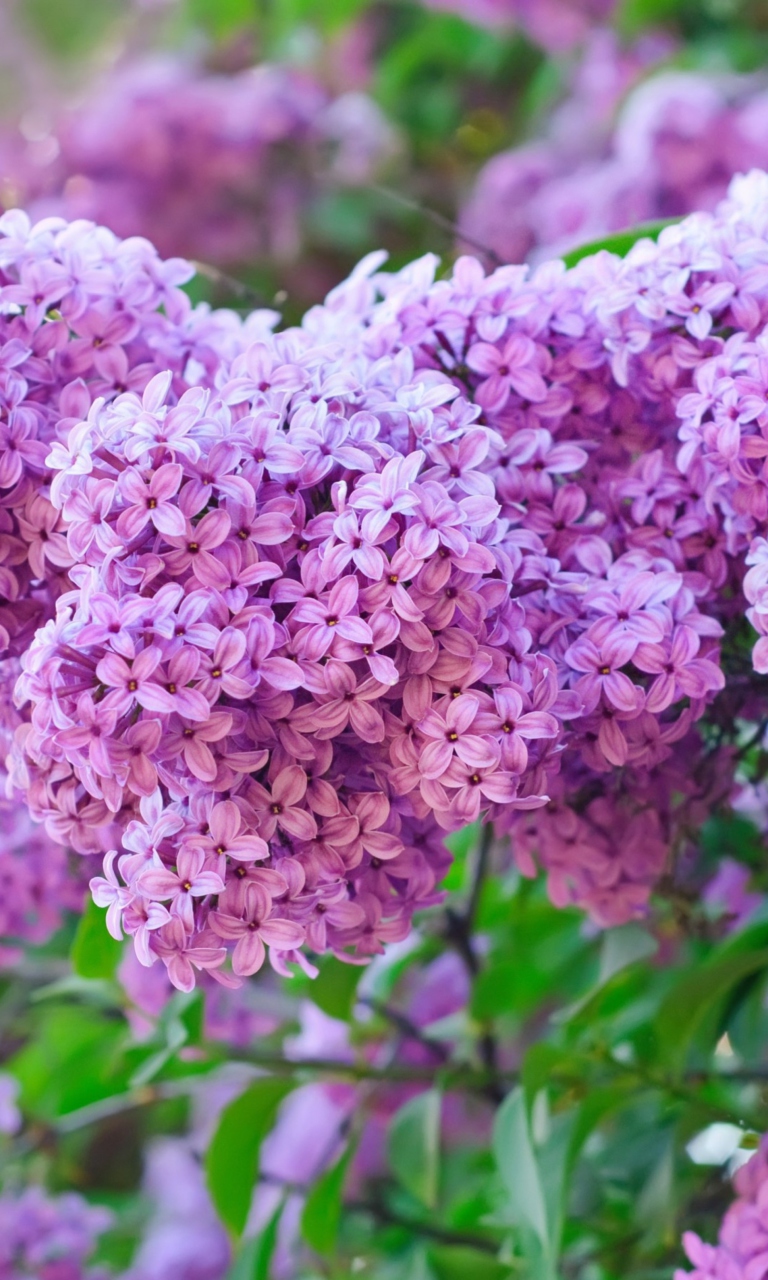 Lilac Time wallpaper 768x1280