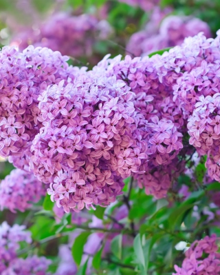 Lilac Time sfondi gratuiti per iPhone 4S