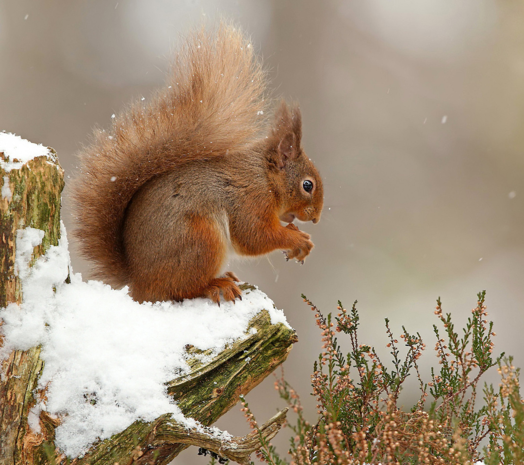 Обои Squirrel in Snow 1080x960