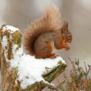 Обои Squirrel in Snow 128x128