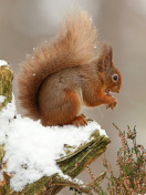 Das Squirrel in Snow Wallpaper 132x176