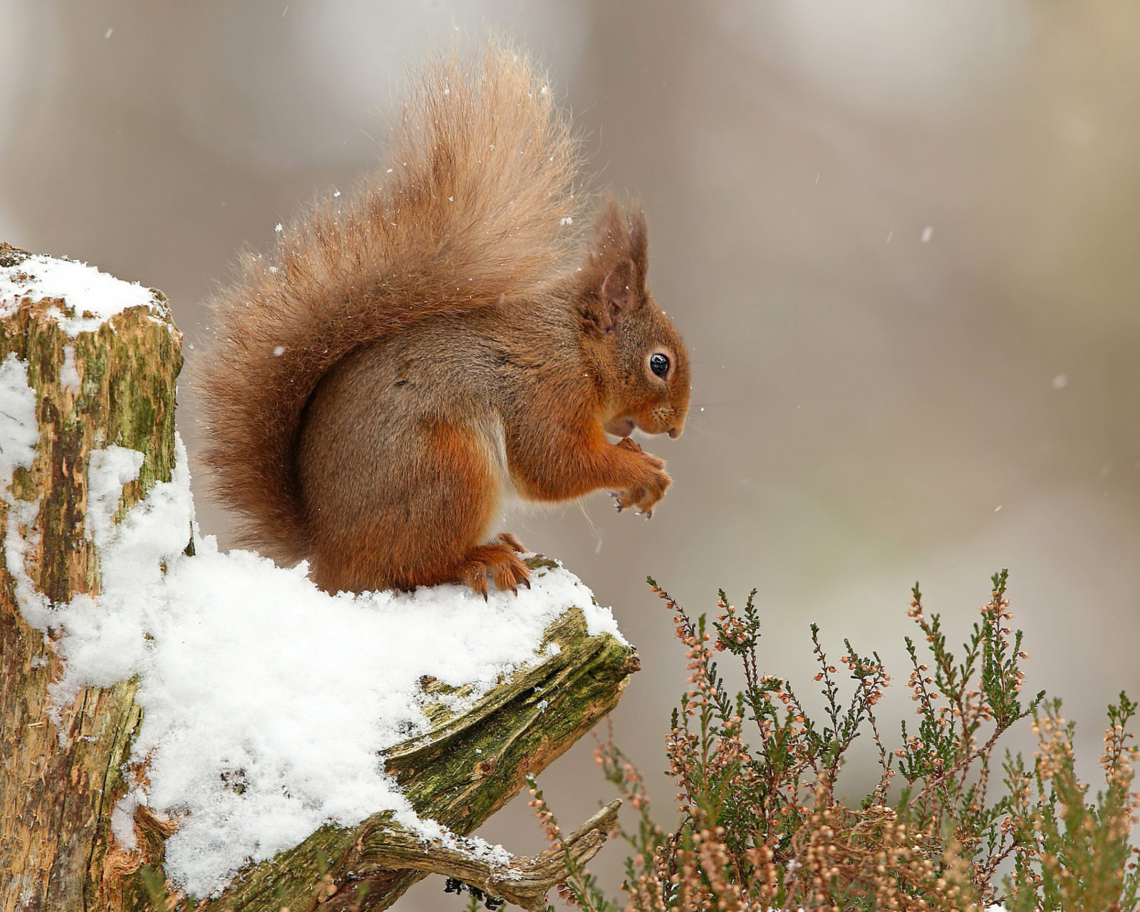 Обои Squirrel in Snow 1600x1280