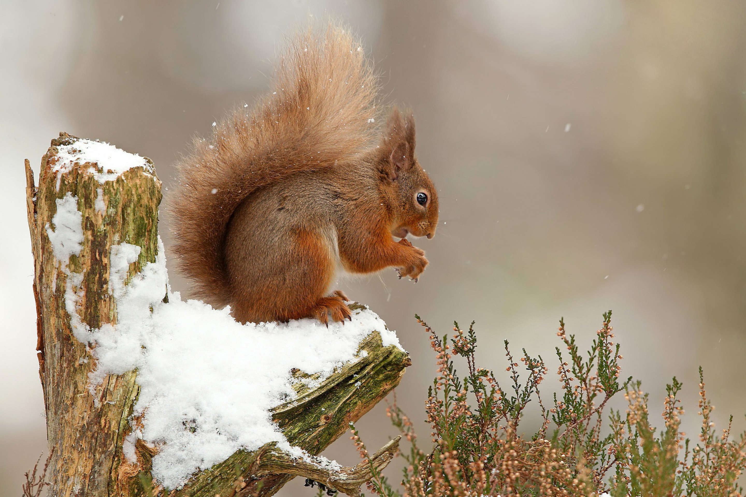Обои Squirrel in Snow 2880x1920