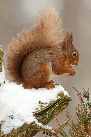 Das Squirrel in Snow Wallpaper 320x480