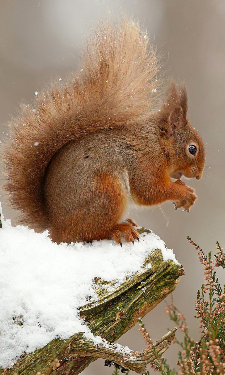 Обои Squirrel in Snow 768x1280