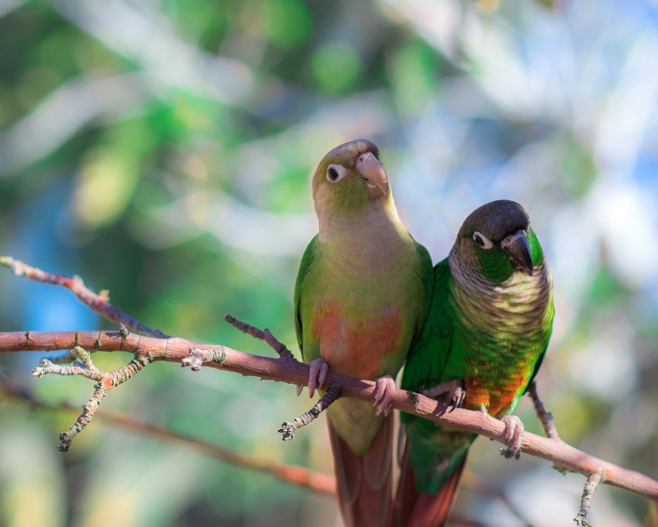 Fondo de pantalla Two Beautiful Green Parrots 1280x1024