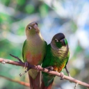 Fondo de pantalla Two Beautiful Green Parrots 128x128