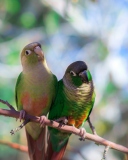 Das Two Beautiful Green Parrots Wallpaper 128x160