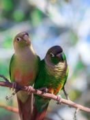 Two Beautiful Green Parrots wallpaper 132x176