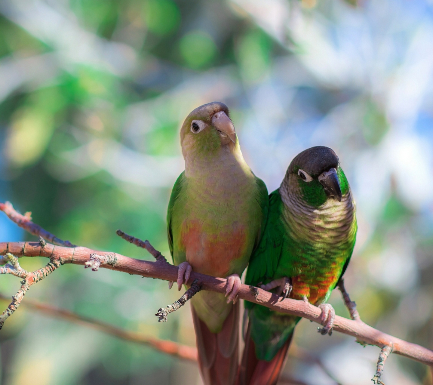 Fondo de pantalla Two Beautiful Green Parrots 1440x1280