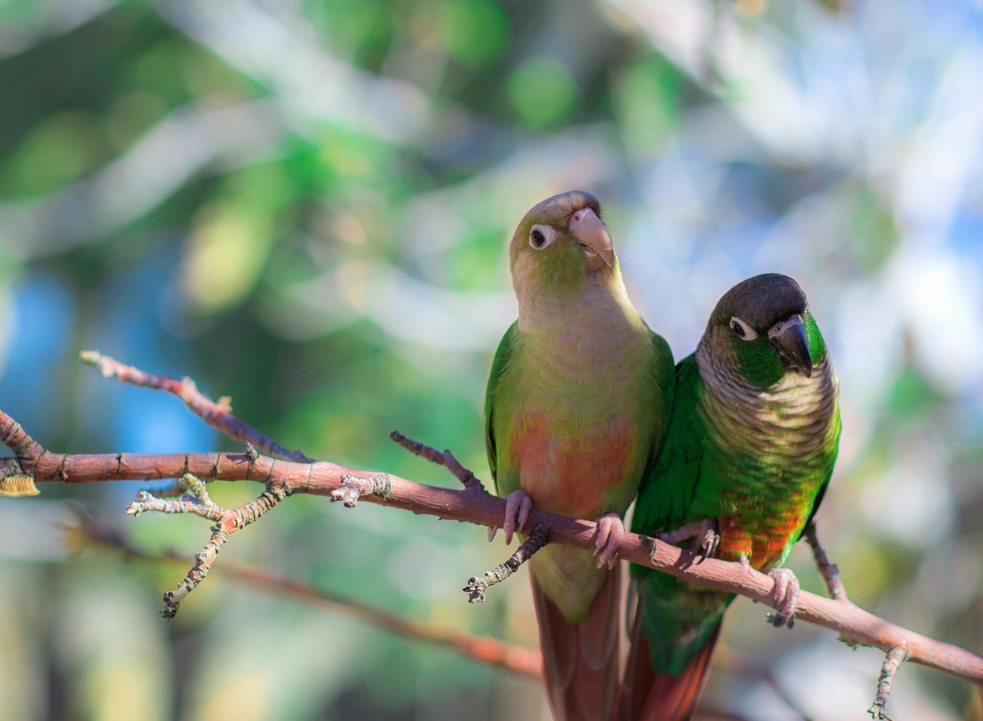 Das Two Beautiful Green Parrots Wallpaper 1920x1408