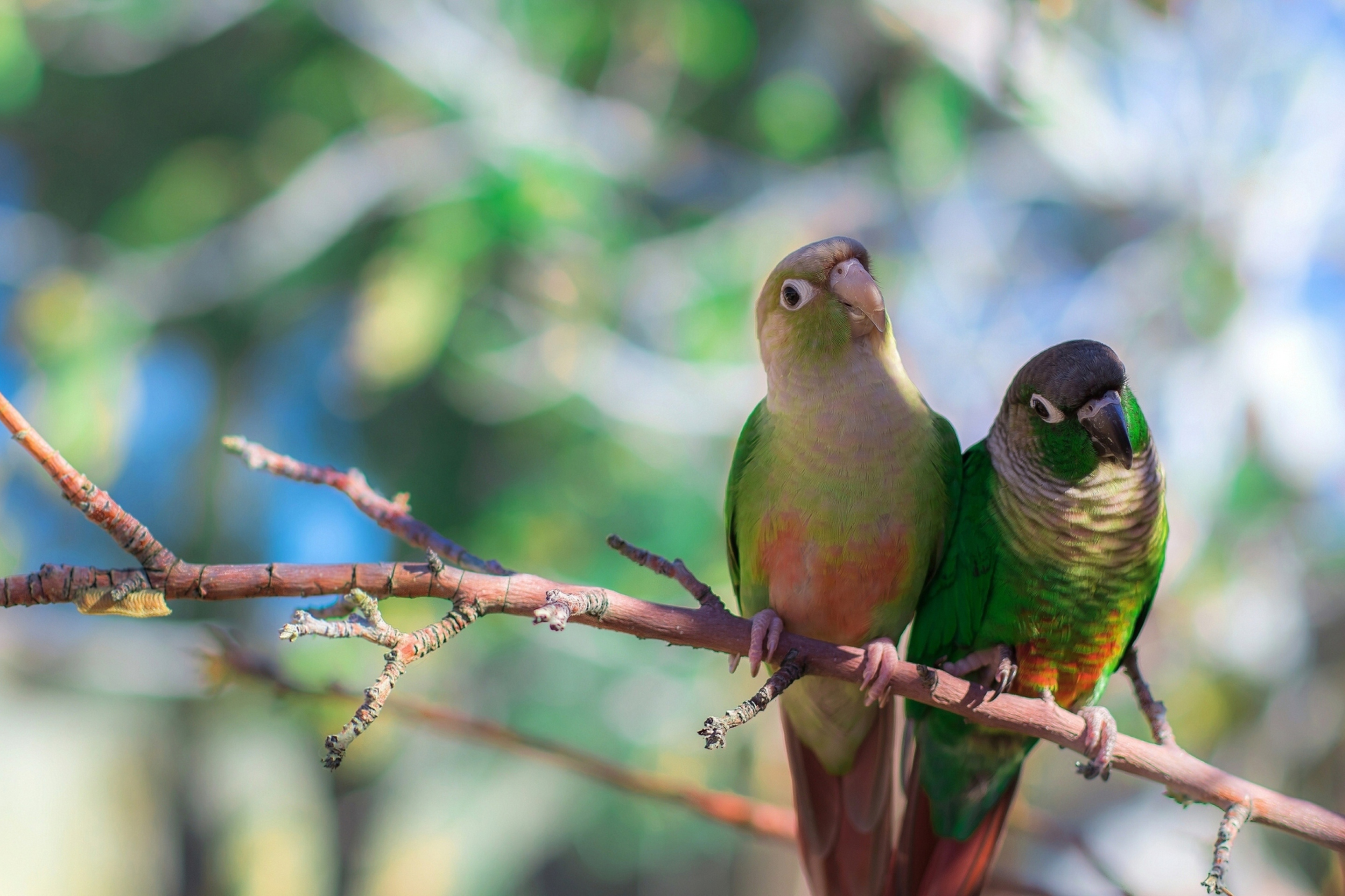 Fondo de pantalla Two Beautiful Green Parrots 2880x1920