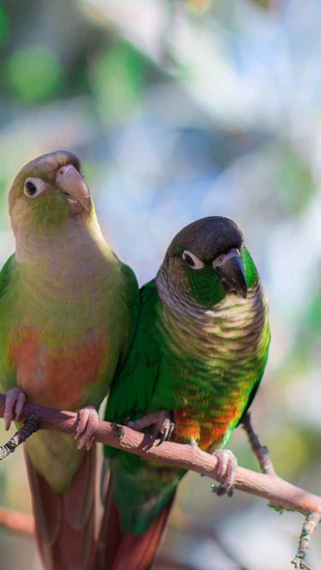 Sfondi Two Beautiful Green Parrots 640x1136