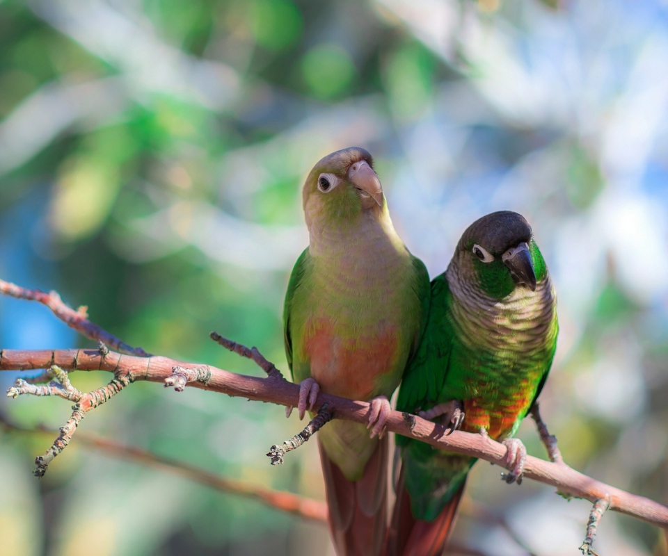 Das Two Beautiful Green Parrots Wallpaper 960x800